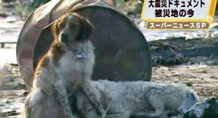 Anjing Korban Gempa Jepang, Simbol Kesetiaan
