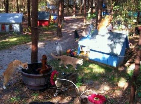 Kawasan Perumahan Untuk Kucing Di Florida