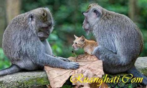 Sepasang Monyet di Bali Mengadopsi Kucing 