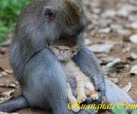 Sepasang Monyet di Bali Mengadopsi Kucing