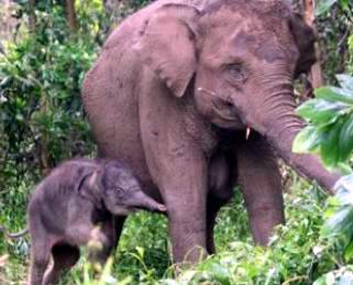 Mengharukan, Anak Gajah Lindungi Ibunya yang Pingsan