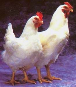 Ayam atau Telur